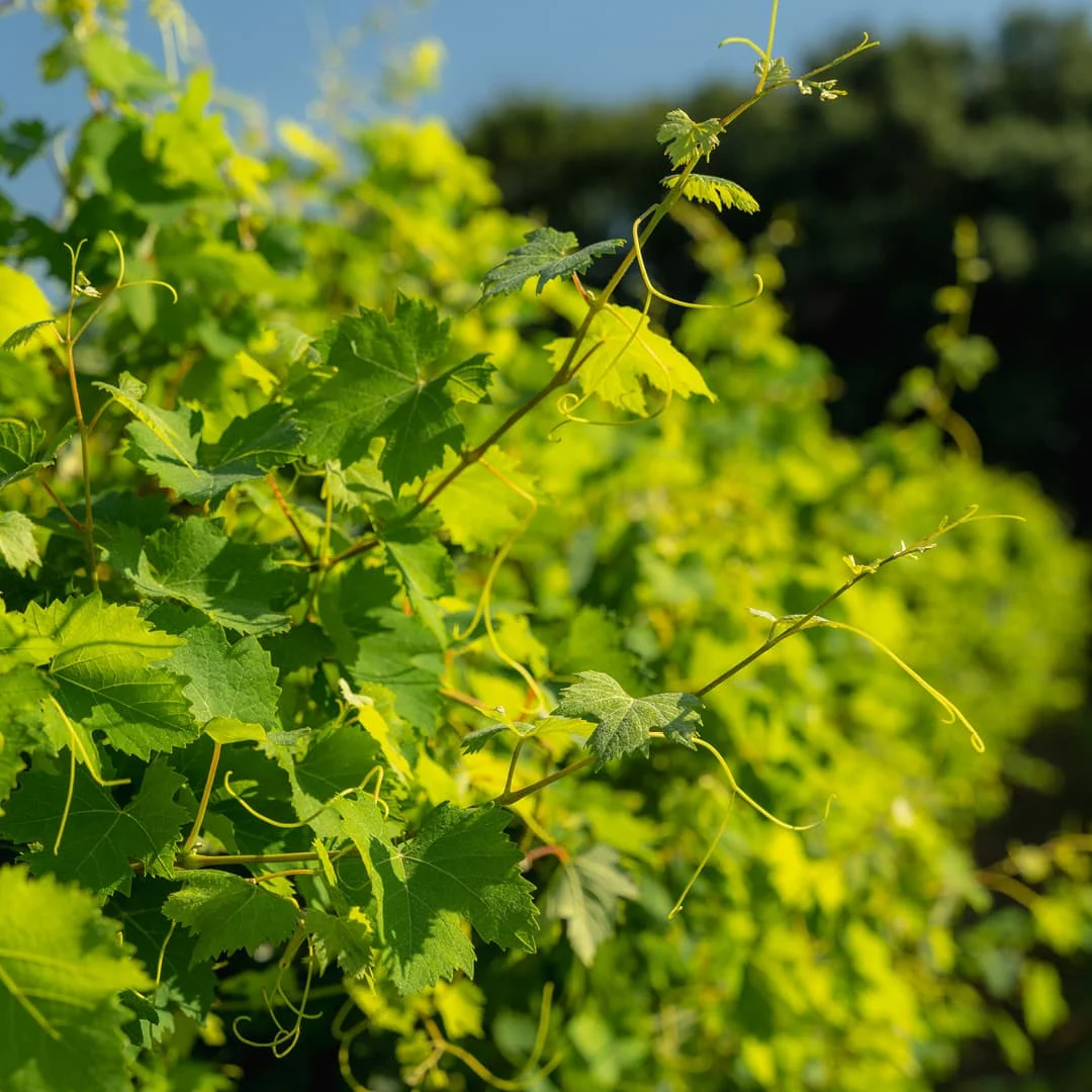 Barone Pizzini. Massima trasparenza in Franciacorta.  